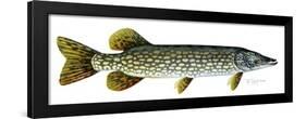 Northern Pike-Tim Knepp-Framed Giclee Print