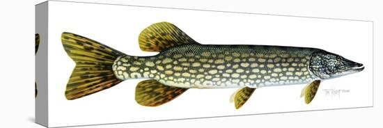 Northern Pike-Tim Knepp-Stretched Canvas