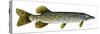 Northern Pike-Tim Knepp-Stretched Canvas