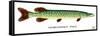 Northern Pike-Mark Frost-Framed Stretched Canvas