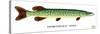 Northern Pike-Mark Frost-Stretched Canvas