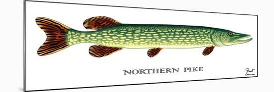 Northern Pike-Mark Frost-Mounted Giclee Print