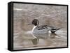 Northern Pintail (Anas Acuta), Bosque Del Apache National Wildlife Refuge, New Mexico, USA-James Hager-Framed Stretched Canvas