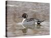 Northern Pintail (Anas Acuta), Bosque Del Apache National Wildlife Refuge, New Mexico, USA-James Hager-Stretched Canvas