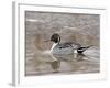 Northern Pintail (Anas Acuta), Bosque Del Apache National Wildlife Refuge, New Mexico, USA-James Hager-Framed Photographic Print