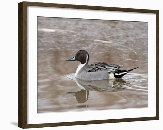 Northern Pintail (Anas Acuta), Bosque Del Apache National Wildlife Refuge, New Mexico, USA-James Hager-Framed Photographic Print