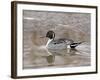 Northern Pintail (Anas Acuta), Bosque Del Apache National Wildlife Refuge, New Mexico, USA-James Hager-Framed Photographic Print