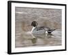 Northern Pintail (Anas Acuta), Bosque Del Apache National Wildlife Refuge, New Mexico, USA-James Hager-Framed Photographic Print