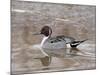 Northern Pintail (Anas Acuta), Bosque Del Apache National Wildlife Refuge, New Mexico, USA-James Hager-Mounted Photographic Print