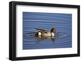 Northern Pintail (Anas Acuta) Drake-James Hager-Framed Photographic Print