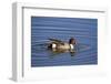 Northern Pintail (Anas Acuta) Drake-James Hager-Framed Photographic Print