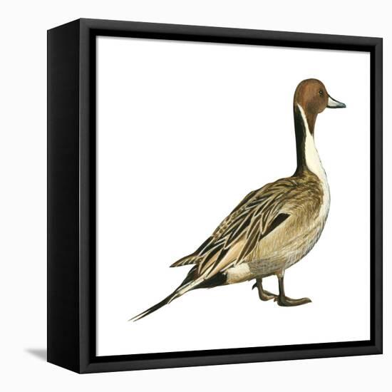 Northern Pintail (Anas Acuta), Duck, Birds-Encyclopaedia Britannica-Framed Stretched Canvas