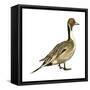 Northern Pintail (Anas Acuta), Duck, Birds-Encyclopaedia Britannica-Framed Stretched Canvas