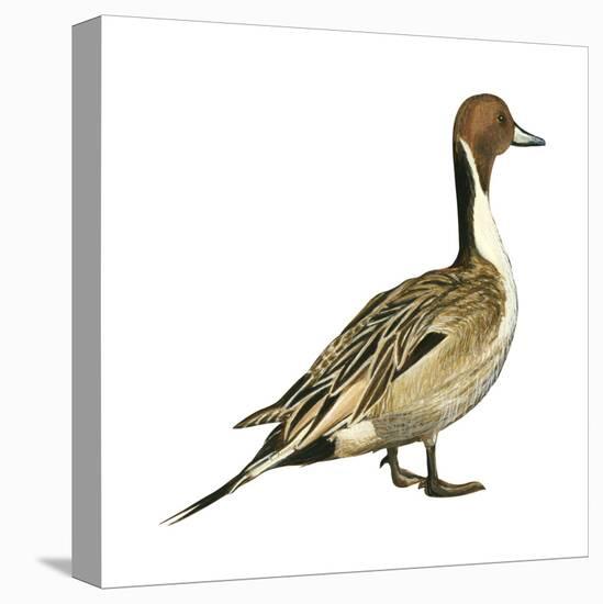 Northern Pintail (Anas Acuta), Duck, Birds-Encyclopaedia Britannica-Stretched Canvas