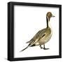 Northern Pintail (Anas Acuta), Duck, Birds-Encyclopaedia Britannica-Framed Poster