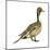 Northern Pintail (Anas Acuta), Duck, Birds-Encyclopaedia Britannica-Mounted Poster