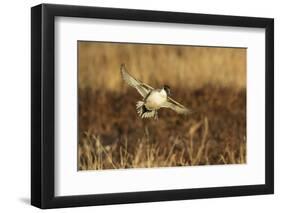 Northern Pintail (Anas acuta) duck landing-Larry Ditto-Framed Photographic Print