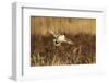 Northern Pintail (Anas acuta) duck landing-Larry Ditto-Framed Photographic Print