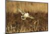 Northern Pintail (Anas acuta) duck landing-Larry Ditto-Mounted Photographic Print