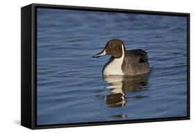 Northern Pintail (Anas Acuta) Male Swimming-James Hager-Framed Stretched Canvas