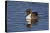 Northern Pintail (Anas Acuta) Male Swimming-James Hager-Stretched Canvas