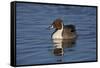 Northern Pintail (Anas Acuta) Male Swimming-James Hager-Framed Stretched Canvas