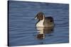 Northern Pintail (Anas Acuta) Male Swimming-James Hager-Stretched Canvas