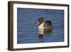 Northern Pintail (Anas Acuta) Male Swimming-James Hager-Framed Photographic Print