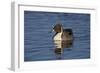 Northern Pintail (Anas Acuta) Male Swimming-James Hager-Framed Photographic Print