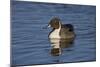 Northern Pintail (Anas Acuta) Male Swimming-James Hager-Mounted Photographic Print