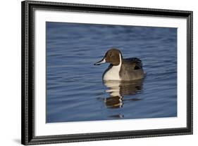 Northern Pintail (Anas Acuta) Male Swimming-James Hager-Framed Photographic Print