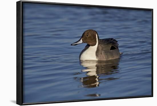 Northern Pintail (Anas Acuta) Male Swimming-James Hager-Framed Photographic Print