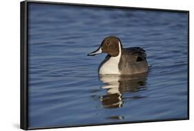 Northern Pintail (Anas Acuta) Male Swimming-James Hager-Framed Photographic Print