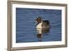 Northern Pintail (Anas Acuta) Male Swimming-James Hager-Framed Photographic Print
