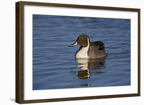 Northern Pintail (Anas Acuta) Male Swimming-James Hager-Framed Photographic Print