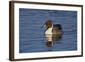 Northern Pintail (Anas Acuta) Male Swimming-James Hager-Framed Photographic Print