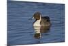 Northern Pintail (Anas Acuta) Male Swimming-James Hager-Mounted Photographic Print