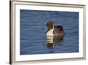 Northern Pintail (Anas Acuta) Male Swimming-James Hager-Framed Photographic Print