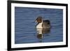 Northern Pintail (Anas Acuta) Male Swimming-James Hager-Framed Photographic Print