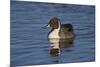 Northern Pintail (Anas Acuta) Male Swimming-James Hager-Mounted Photographic Print