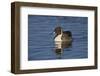 Northern Pintail (Anas Acuta) Male Swimming-James Hager-Framed Photographic Print