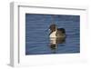 Northern Pintail (Anas Acuta) Male Swimming-James Hager-Framed Photographic Print