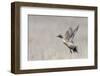 Northern pintail drake flying-Ken Archer-Framed Photographic Print