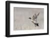 Northern pintail drake flying-Ken Archer-Framed Photographic Print