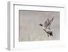 Northern pintail drake flying-Ken Archer-Framed Photographic Print