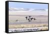 Northern pintail ducks in courtship flight at Freezeout Lake WMA near Fairfield, Montana, USA-Chuck Haney-Framed Stretched Canvas