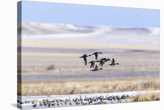 Northern pintail ducks in courtship flight at Freezeout Lake WMA near Fairfield, Montana, USA-Chuck Haney-Stretched Canvas