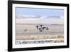 Northern pintail ducks in courtship flight at Freezeout Lake WMA near Fairfield, Montana, USA-Chuck Haney-Framed Photographic Print