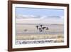 Northern pintail ducks in courtship flight at Freezeout Lake WMA near Fairfield, Montana, USA-Chuck Haney-Framed Photographic Print