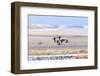 Northern pintail ducks in courtship flight at Freezeout Lake WMA near Fairfield, Montana, USA-Chuck Haney-Framed Photographic Print